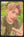 DEXX Skinship Random Selfie PCs